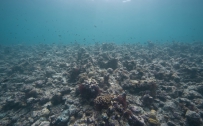 Seabed_011012